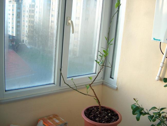Name:  HPIM2731_1.jpg
Views: 1522
Size:  37.3 KB