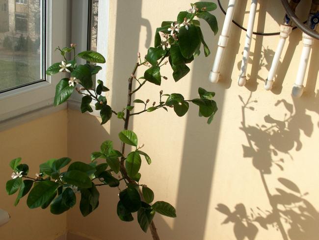 Name:  HPIM2733_1.jpg
Views: 3708
Size:  45.0 KB
