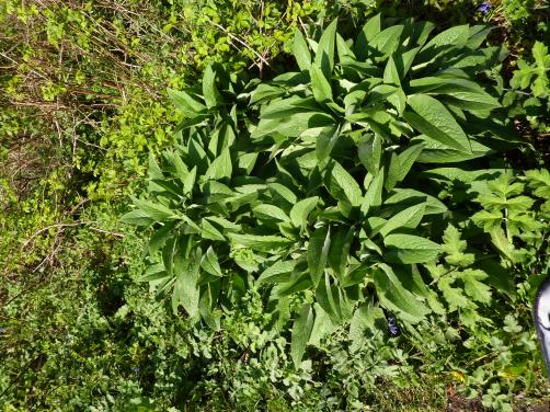 Name:  comfrey.jpg
Views: 2569
Size:  72.6 KB