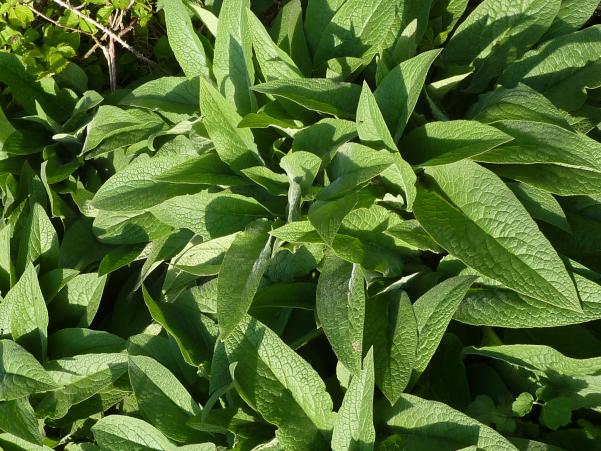 Name:  comfrey2.jpg
Views: 2212
Size:  71.7 KB