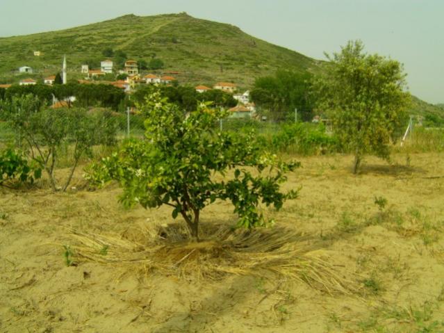 Name:  dosya1 (22) [640x480].jpg
Views: 1817
Size:  54.5 KB