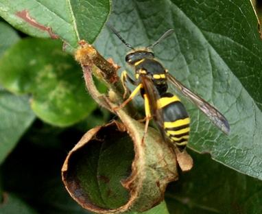 Name:  rid-mole-crickets-naturally-1_3-800X800.jpg
Views: 2592
Size:  22.1 KB