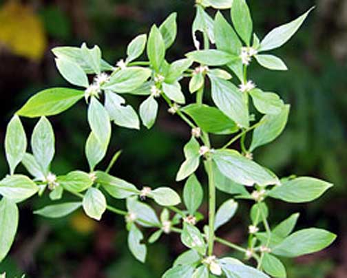 Name:  falsebuttonwood.jpg
Views: 1840
Size:  27.7 KB