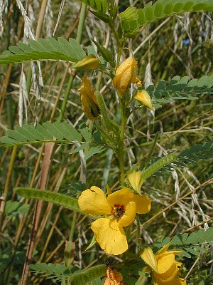 Name:  partridge_pea1.jpg
Views: 1951
Size:  53.1 KB