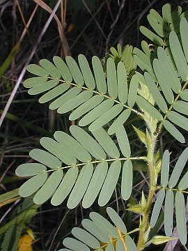 Name:  partridge_pea2.jpg
Views: 2246
Size:  44.2 KB
