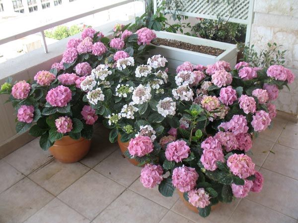Name:  ortanca12.jpg
Views: 7283
Size:  65.6 KB