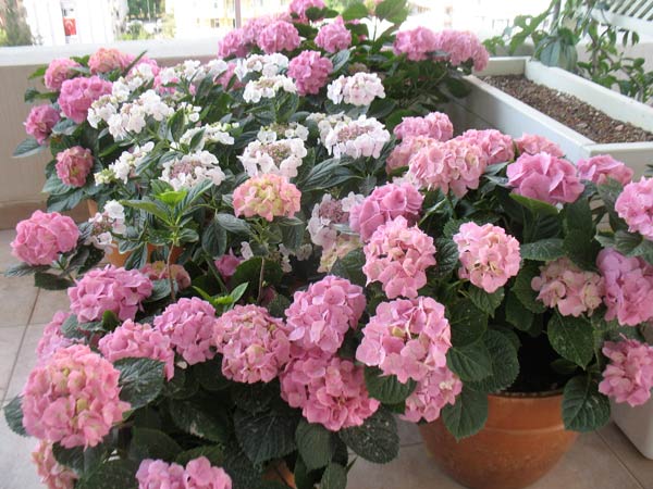 Name:  ortanca10.jpg
Views: 5434
Size:  62.9 KB