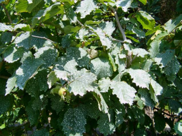 Name:  kaolin (7) [640x480].jpg
Views: 4456
Size:  67.9 KB
