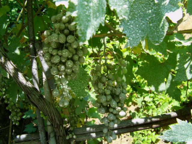 Name:  kaolin (4) [640x480].jpg
Views: 4603
Size:  66.6 KB