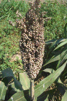 Name:  akdari1.gif
Views: 8098
Size:  51.2 KB