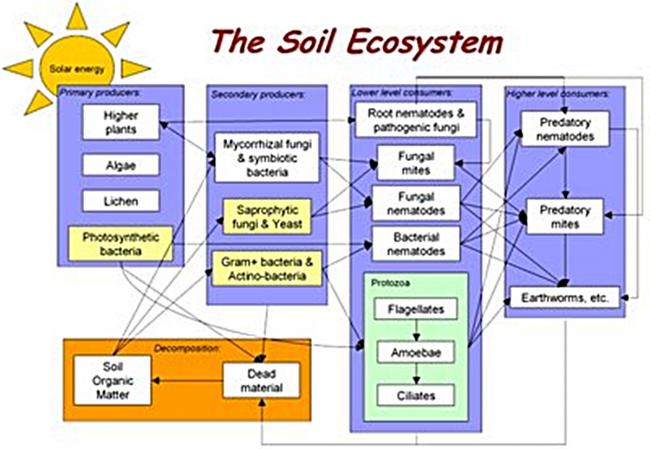 Name:  soil_ecology.jpg
Views: 5752
Size:  48.6 KB