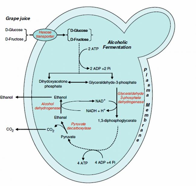 Name:  alcohol_fermentation.jpg
Views: 6368
Size:  40.8 KB