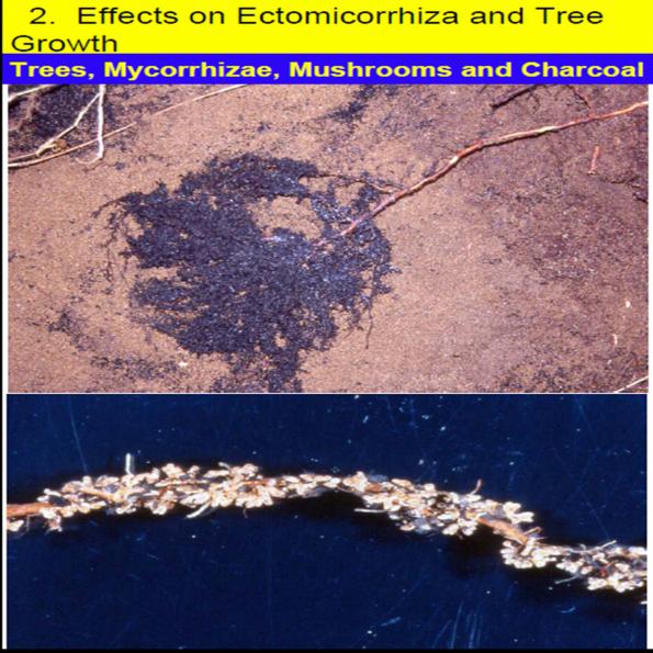 Name:  ektomikoriza.jpg
Views: 4374
Size:  72.0 KB