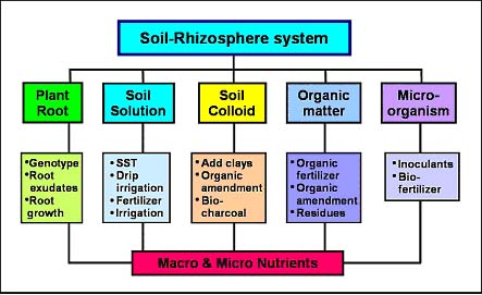 Name:  soil_rhizosphere_sytem.jpg
Views: 2870
Size:  35.1 KB