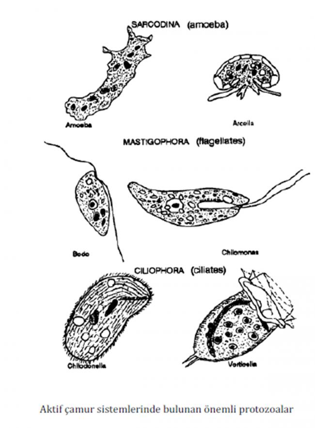 Name:  protozoalar.jpg
Views: 27818
Size:  56.8 KB