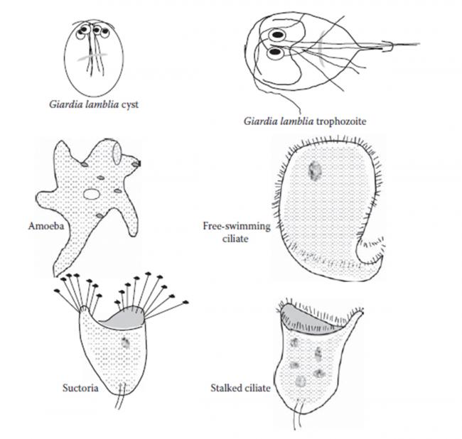 Name:  ptotozoalar_2.jpg
Views: 23266
Size:  36.7 KB