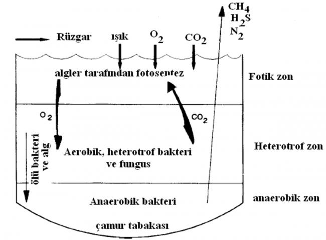 Name:  fakltatif_havuzlarin_mikrobiyolojisi.jpg
Views: 21628
Size:  31.6 KB