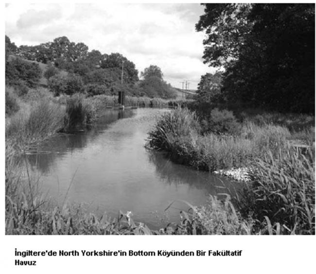 Name:  fakltative_pond.jpg
Views: 20769
Size:  53.8 KB