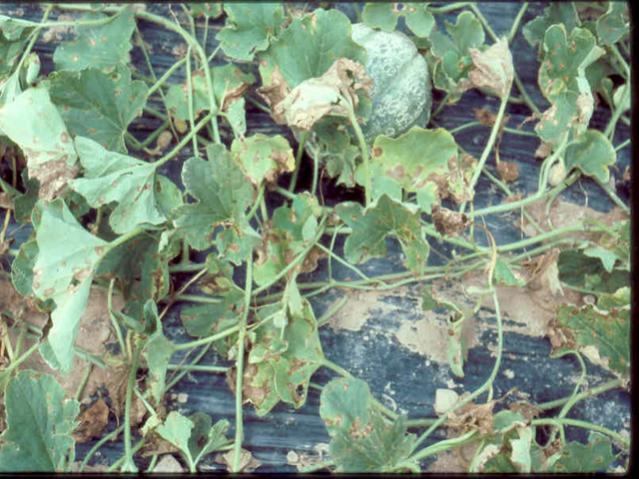 Name:  Early blight (Alternaria fungus) on melon plants.jpg
Views: 5989
Size:  63.9 KB