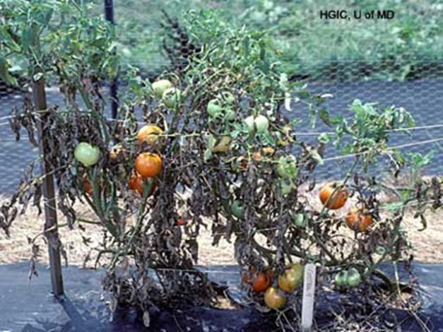 Name:  early blight on tomato.jpg
Views: 4321
Size:  71.2 KB