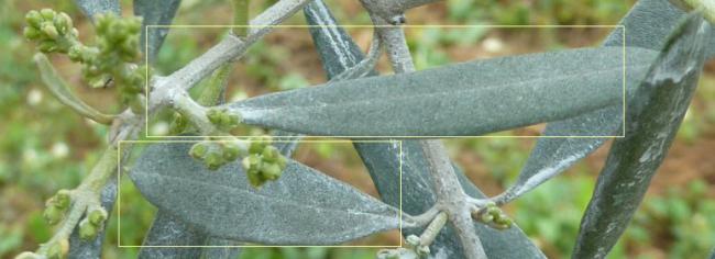 Name:  Zeytin_Kaolin.jpg
Views: 3818
Size:  27.4 KB