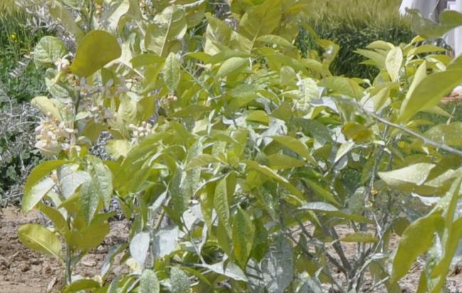 Name:  _DSC0023_crop.jpg
Views: 2403
Size:  57.9 KB