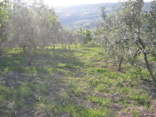 Name:  zeytinler.jpg
Views: 2332
Size:  55.1 KB