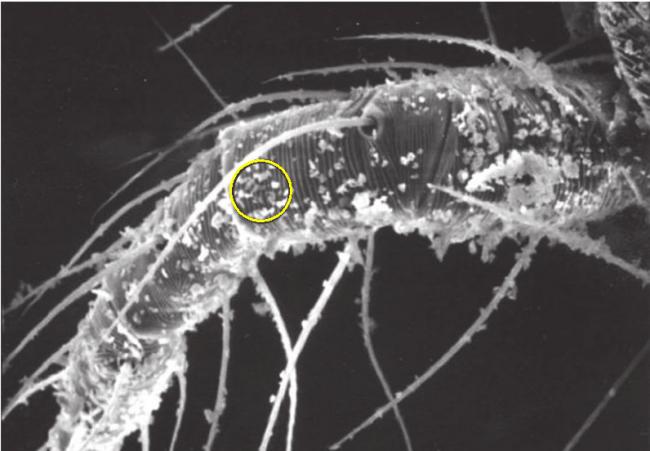 Name:  spider_mite.jpg
Views: 1991
Size:  38.1 KB