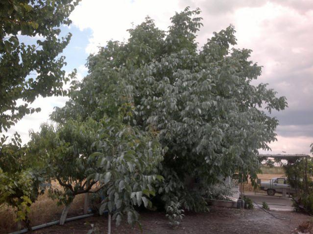 Name:  ABCD0020.jpg
Views: 1597
Size:  56.5 KB