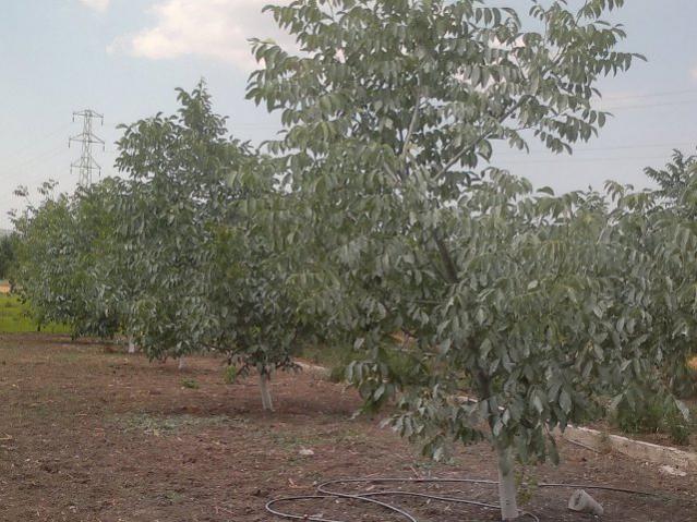Name:  ABCD0015.jpg
Views: 1620
Size:  62.8 KB