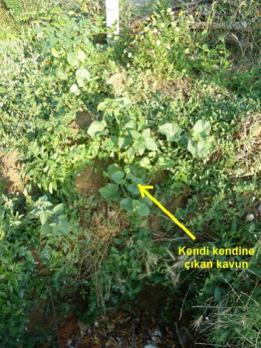 Name:  kavun.jpg
Views: 2591
Size:  56.7 KB