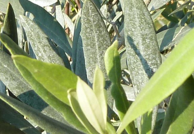 Name:  zeytin1.jpg
Views: 2631
Size:  50.9 KB