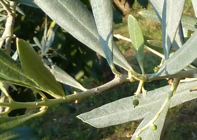 Name:  zeytin2.jpg
Views: 2306
Size:  51.9 KB