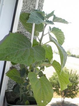 Name:  11 (3).jpg
Views: 1097
Size:  17.7 KB
