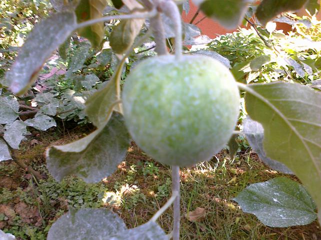 Name:  100720111411.jpg
Views: 1397
Size:  71.0 KB