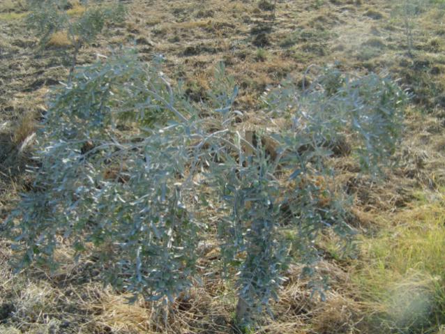 Name:  gmekaolin (14).jpg
Views: 1345
Size:  70.3 KB