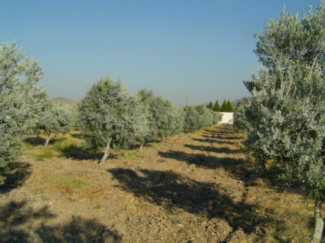 Name:  zey kaolin (6).jpg
Views: 1409
Size:  50.6 KB