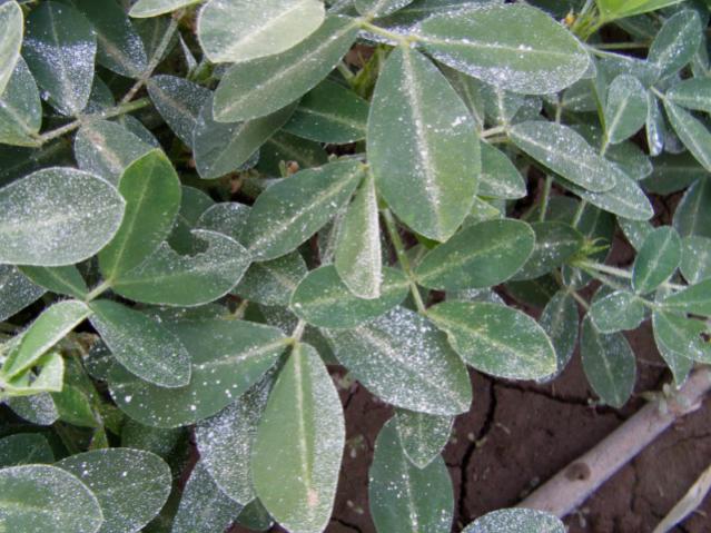 Name:  mdrkaolin (7).jpg
Views: 1421
Size:  59.3 KB