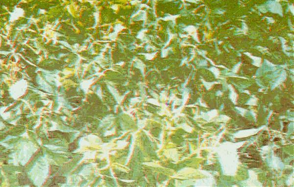 Name:  resim2.jpg
Views: 22628
Size:  58.6 KB