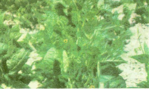 Name:  resim3.jpg
Views: 22413
Size:  41.3 KB