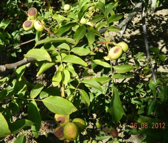 Name:  Resim 048.jpg
Views: 2131
Size:  68.6 KB