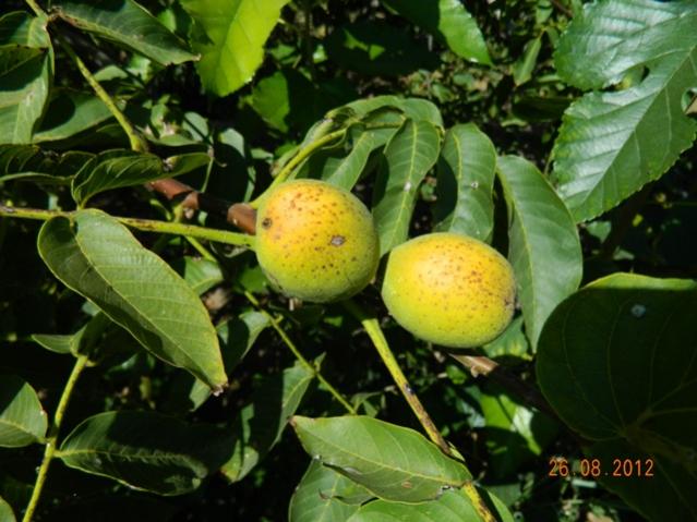 Name:  Resim 047.jpg
Views: 2066
Size:  51.1 KB