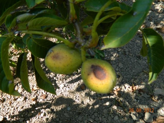 Name:  Resim 046.jpg
Views: 2218
Size:  58.7 KB