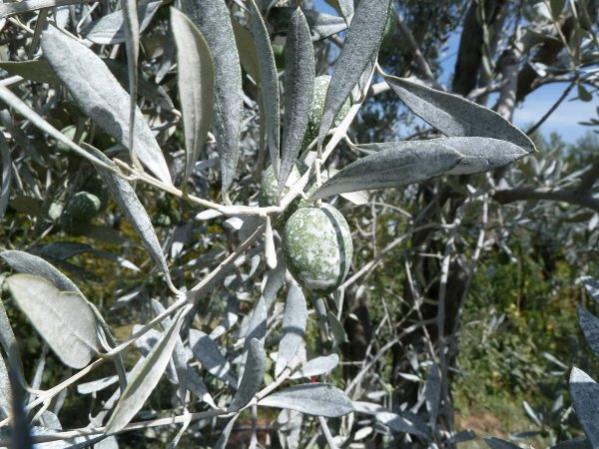 Name:  Zeytin_1.jpg
Views: 2120
Size:  61.8 KB