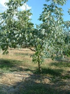 Name:  kaolin1.jpg
Views: 1554
Size:  24.8 KB