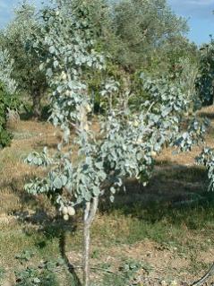 Name:  kaolin2.jpg
Views: 1543
Size:  24.2 KB