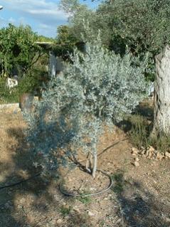 Name:  kaolin3.jpg
Views: 1575
Size:  22.9 KB