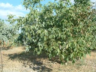 Name:  kaolin4b.jpg
Views: 1552
Size:  26.9 KB