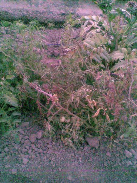 Name:  Grnt002.jpg
Views: 1025
Size:  68.6 KB