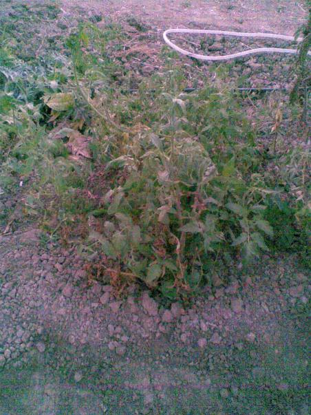 Name:  Grnt003.jpg
Views: 994
Size:  67.9 KB